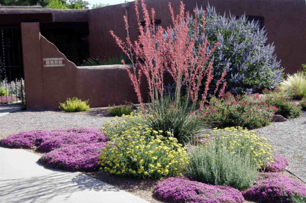 Add Hardy Perennials and Drought Tolerants For Color Add Hardy Perennials and Drought Tolerants For Color